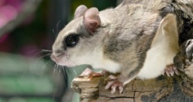 Крошечные существа 1 сезон 5 серия