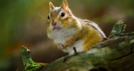 Крошечный мир 1 сезон 5 серия