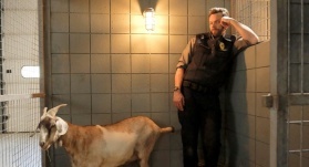 Контроль за животными 3 сезон 3 серия Контроль за животными 3 сезон 3 серия