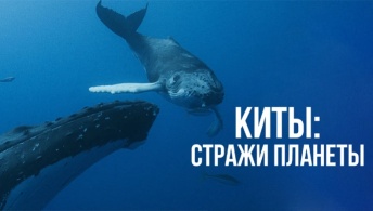 Киты: Стражи планеты Киты: Стражи планеты