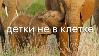 Детки не в клетке Детки не в клетке