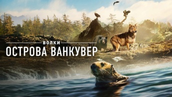 Волки острова Ванкувер