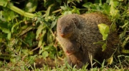 Детки не в клетке 1 сезон 5 серия