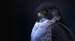 Земля ночью в цвете 1 сезон 5 серия