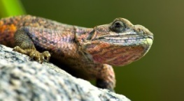 Крошечный мир 1 сезон 1 серия