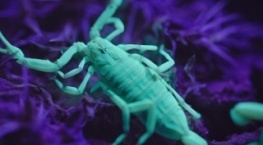 Инопланетные миры 1 сезон 2 серия