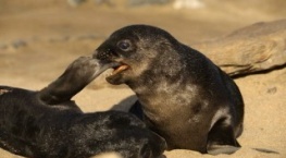 Детки не в клетке 1 сезон 2 серия