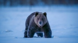 Земля ночью в цвете 1 сезон 4 серия