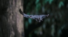 Удивительные животные 1 сезон 3 серия