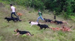 Собаки 1 сезон 5 серия