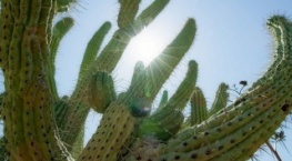 Зелёная планета 1 сезон 4 серия