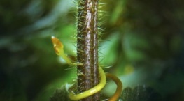 Зелёная планета 1 сезон 3 серия