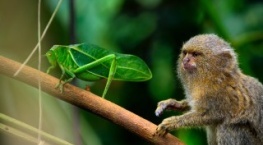 Крошечный мир 1 сезон 2 серия