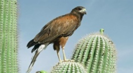 Крошечные существа 1 сезон 1 серия