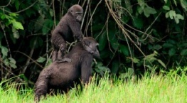 Наша планета 1 сезон 3 серия