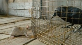 Крошечные существа 1 сезон 6 серия