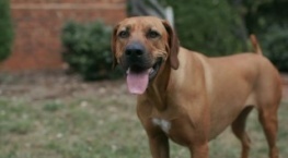 Собаки 2 сезон 2 серия