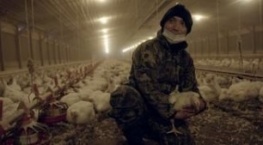 Гнилые 1 сезон 4 серия