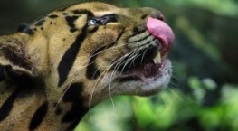 Удивительные животные 1 сезон 1 серия