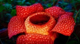 Зелёная планета 1 сезон 1 серия