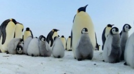 Детки не в клетке 1 сезон 7 серия