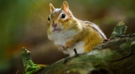 Крошечный мир 1 сезон 5 серия