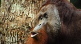 Великаны планеты 1 сезон 8 серия