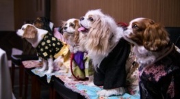 Собаки 1 сезон 4 серия