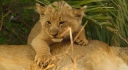 Детки не в клетке 1 сезон 1 серия