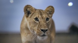 Земля ночью в цвете 1 сезон 1 серия