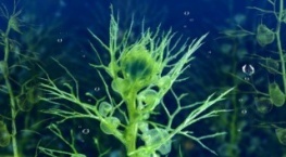 Зелёная планета 1 сезон 2 серия