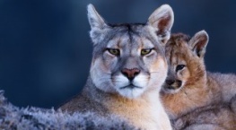 Земля ночью в цвете 2 сезон 2 серия