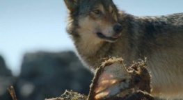 Волки острова Ванкувер 1 сезон 1 серия