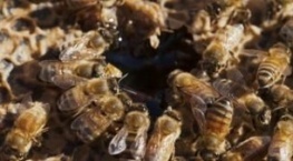 Гнилые 1 сезон 1 серия