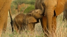 Детки не в клетке 1 сезон 4 серия