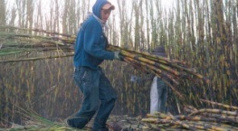 Гнилые 2 сезон 4 серия