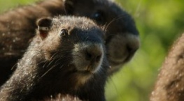 Волки острова Ванкувер 1 сезон 2 серия