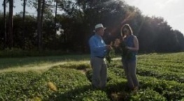 Гнилые 1 сезон 2 серия