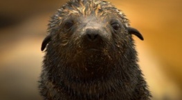 Земля ночью в цвете 2 сезон 5 серия