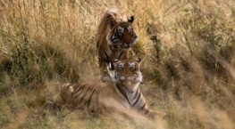 Великаны планеты 1 сезон 9 серия