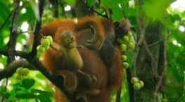 Детки не в клетке 1 сезон 3 серия