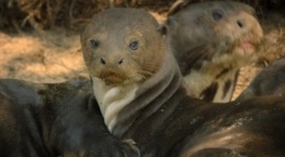 Великаны планеты 1 сезон 3 серия