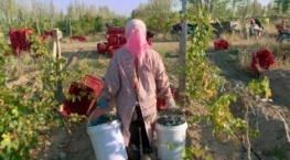 Гнилые 2 сезон 2 серия