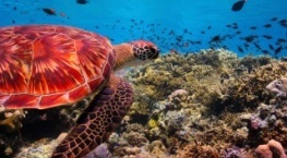 Наша планета 1 сезон 4 серия