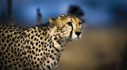 Земля ночью в цвете 1 сезон 6 серия