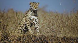 Земля ночью в цвете 1 сезон 3 серия